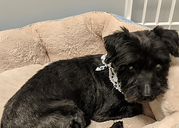 Dogterra Grooming, LLC - Greensboro, NC Pet Grooming - Professional Highlights