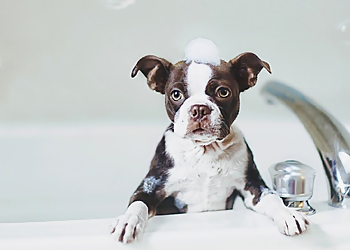Dogterra Grooming, LLC - Greensboro, NC Pet Grooming - Service Image