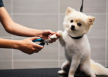 Cary Pet Grooming Dogtopia of Harrison Ave