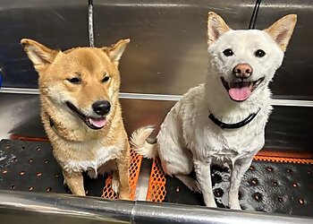 Atlanta Pet Grooming Doguroo