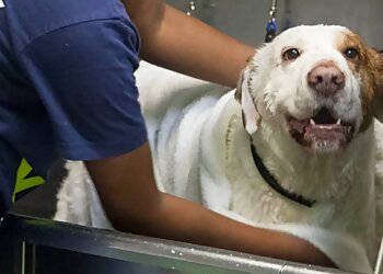 Doguroo Atlanta Pet Grooming image 1
