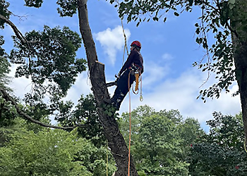 Alexandria Tree Services Dos Amigos Tree Experts & More