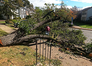 Alexandria Tree Services Dos Amigos Tree Experts & More