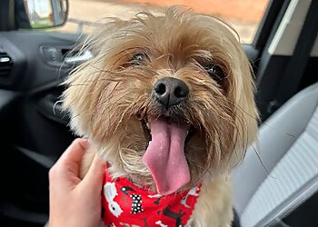 Dallas Pet Grooming Downtown Dog