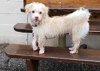 Dallas Pet Grooming Downtown Dog