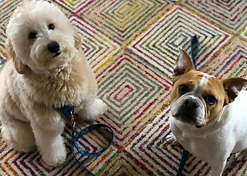 Pittsburgh Dog Walkers Downtown Pittsburgh Dogs