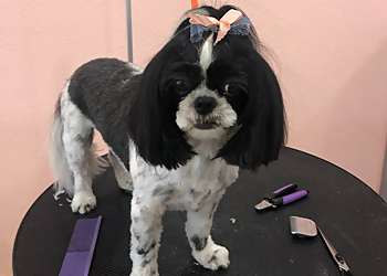 Irvine Pet Grooming Dream Pet Grooming