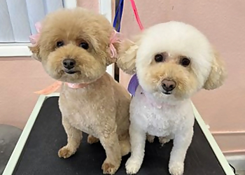 Irvine Pet Grooming Dream Pet Grooming