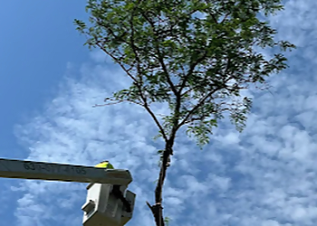 Aurora Tree Services Duck's Tree and Stump Service