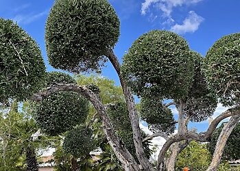 Las Vegas Tree Services Duranchi Tree Service