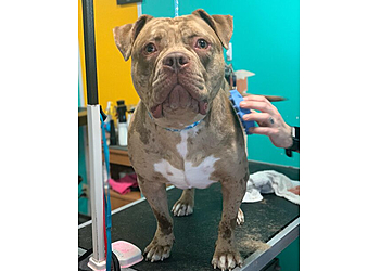 Palmdale Pet Grooming Dusty Paws Dog Grooming