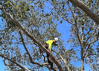 West Palm Beach Tree Services ECO Tree Expert