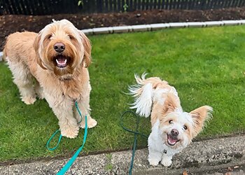 Portland Dog Walkers EC Petcare