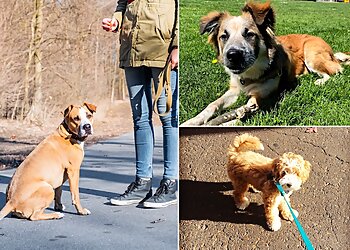 Portland Dog Walkers EC Petcare