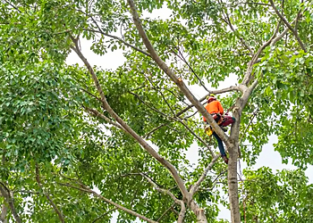 ED Professional Tree Service - Providence, RI Tree Services - Team Working Image