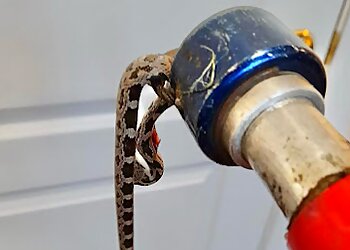 Washington Pest Control Companies EJ's Pest Control