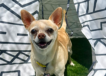 El Paso Pet Grooming EP Barks and Rec