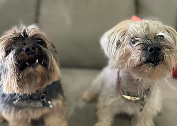 El Paso Pet Grooming EP Barks and Rec