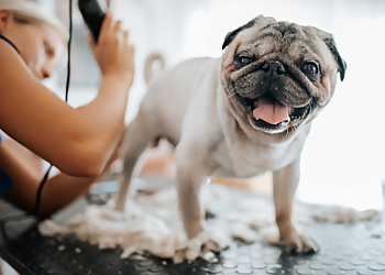 EP Barks and Rec El Paso Pet Grooming image 1