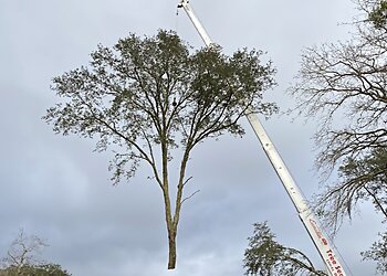 Jacksonville Tree Services Eagerton Tree Service, LLC
