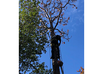 Jacksonville tree service Eagerton Tree Service, LLC