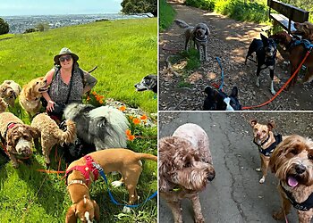 Oakland Dog Walkers Earth Girl Dog Walker