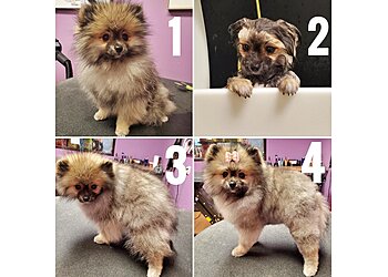 Richardson Pet Grooming EarthWise Pet Richardson