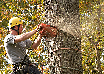Baltimore Tree Services East Coast Tree Care