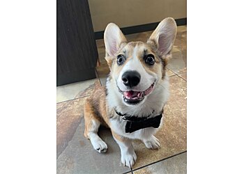 El Paso Veterinary Clinics East El Paso Animal Hospital