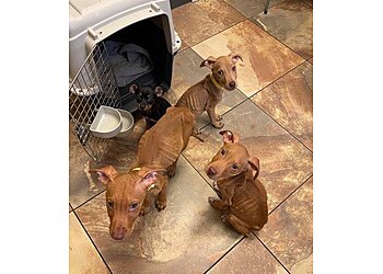 El Paso Veterinary Clinics East El Paso Animal Hospital