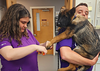 Hartford Veterinary Clinics East Hartford Animal Clinic