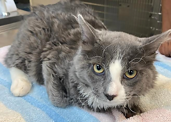 Hartford Veterinary Clinics East Hartford Animal Clinic