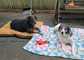 Newark Veterinary Clinics East Orange Animal Hospital