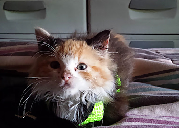 Newark Veterinary Clinics East Orange Animal Hospital