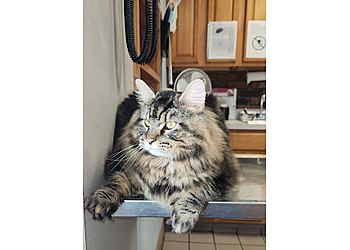 Springfield Veterinary Clinics East Springfield Veterinary Hospital