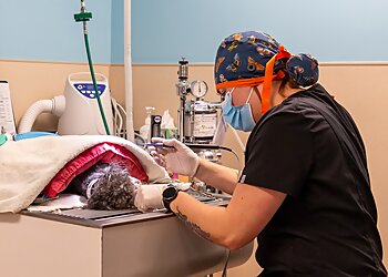 Colorado Springs Veterinary Clinics East Springs Animal Hospital