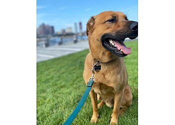 Boston Dog Walkers Eastie Walks