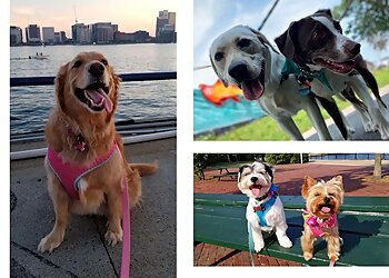 Boston Dog Walkers Eastie Walks