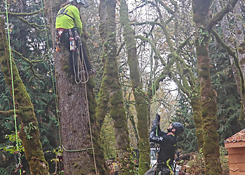 Bellevue Tree Services Eastside Tree Works