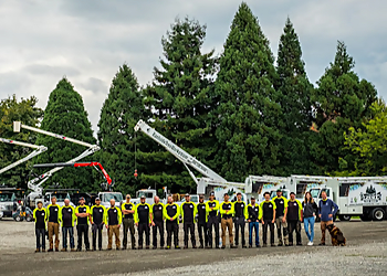 Bellevue Tree Services Eastside Tree Works