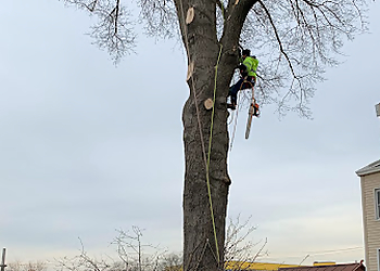 Yonkers Tree Services Eben-Ezer Tree Service
