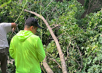 Yonkers Tree Services Eben-Ezer Tree Service
