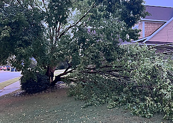 Augusta Tree Services Eben Gray's Tree Services