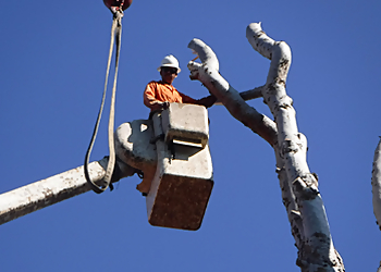 Long Beach Tree Services Economy Tree Care