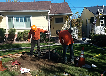 Long Beach Tree Services Economy Tree Care