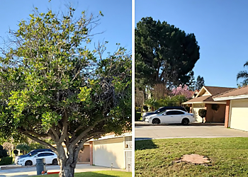 Fontana Tree Services Eden Tree Care