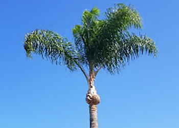 Fontana Tree Services Eden Tree Care