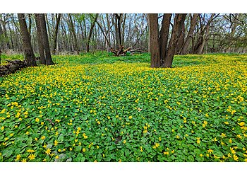 Chicago Hiking Trails Edgebrook Woods