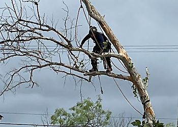 Brownsville Tree Services Ed’s Tree Specialists