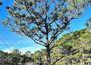 Brownsville Tree Services Ed’s Tree Specialists